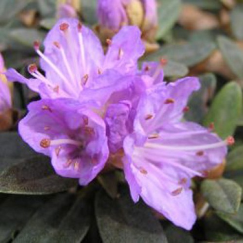 Rhododendron Dwarf Ramapo Evergreen | ScotPlants Direct